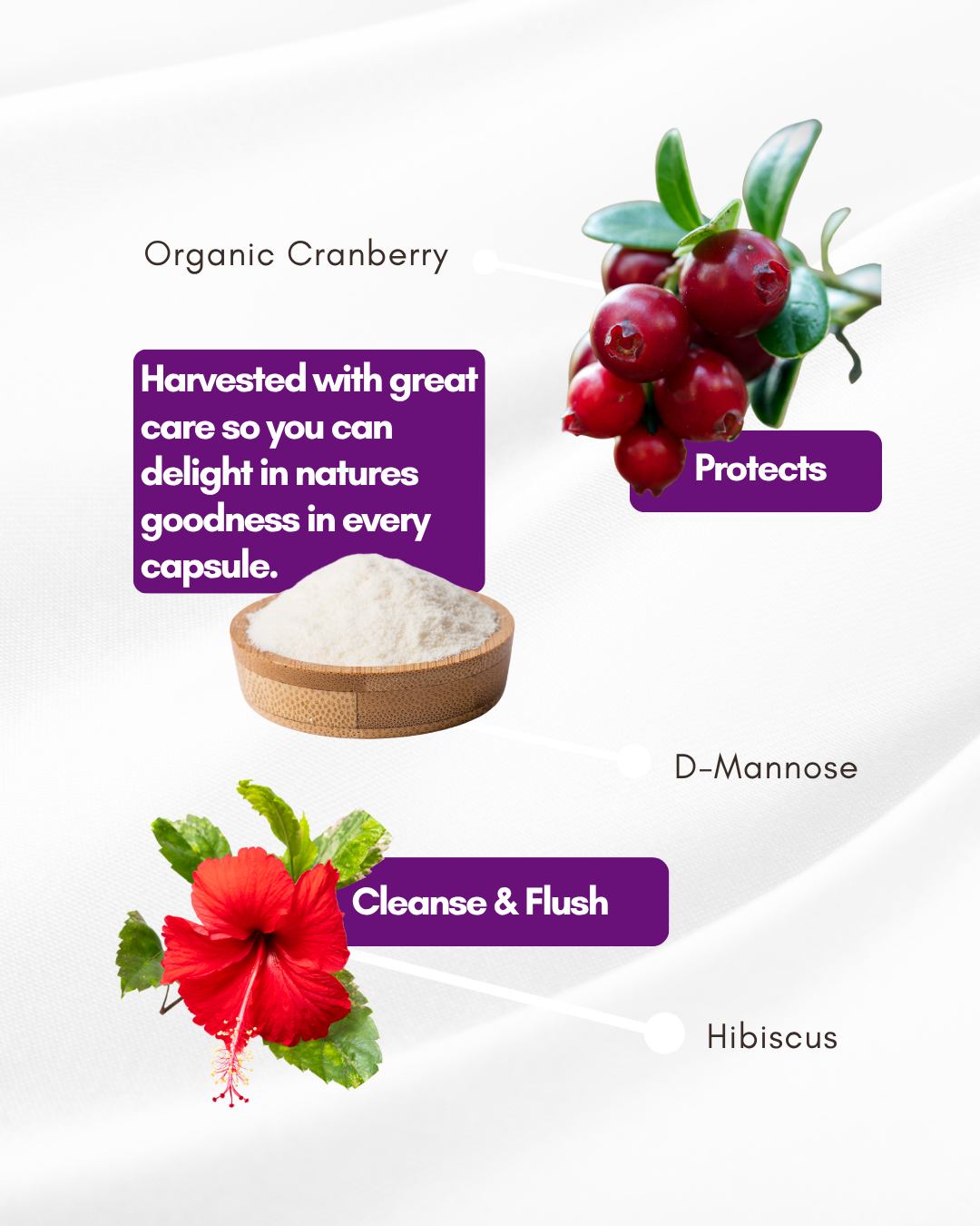 Easy pHlow Capsules -Probiotic UTI , Urinary Tract, Memory and Digestive Support for Women and Men,- pH Daily Support D-Mannose with Cranberry, Hibiscus & Probiotics